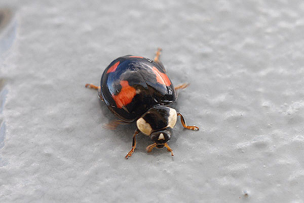 Harlequin Ladybird by Mick Dryden