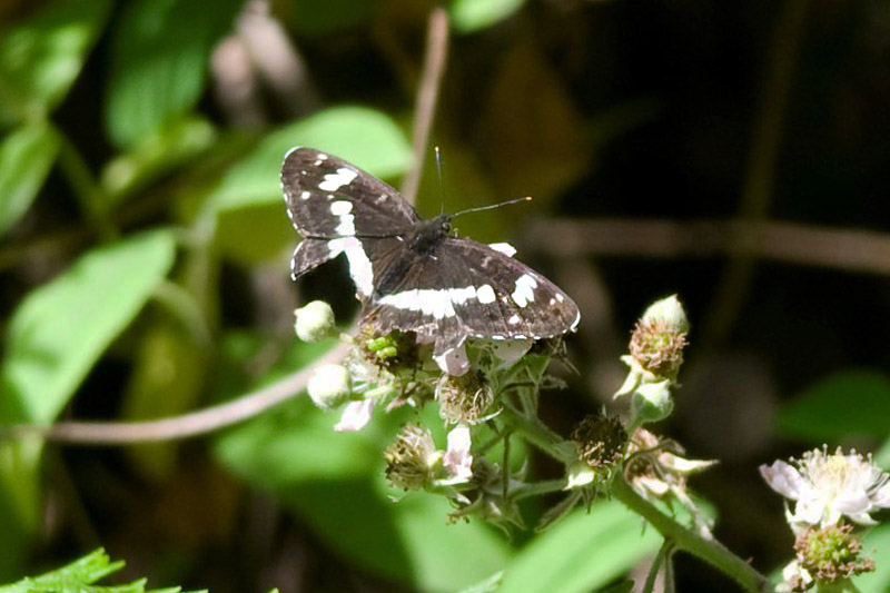 White Admiral by Trevor Biddle
