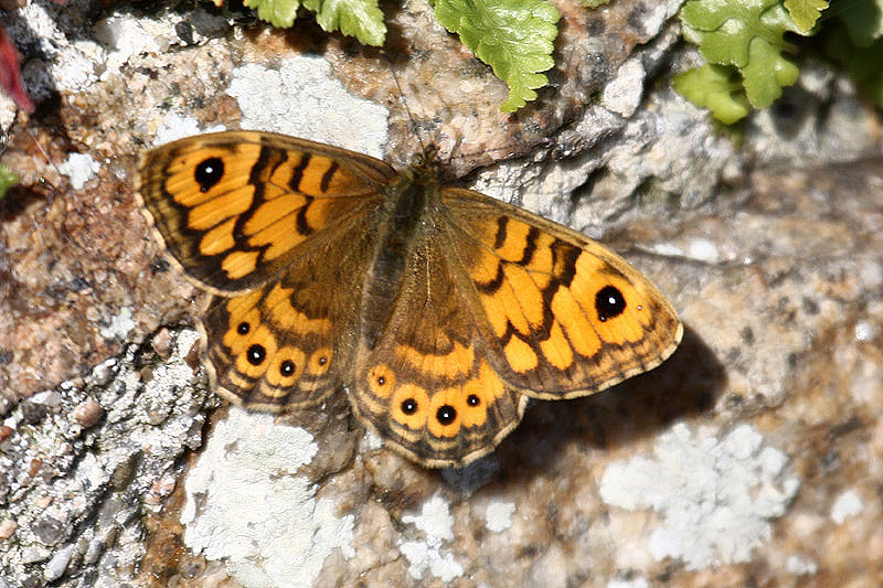 Wall Butterfly by Mick Dryden