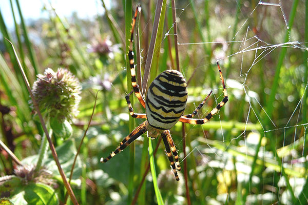Wasp Spider by David Buxton