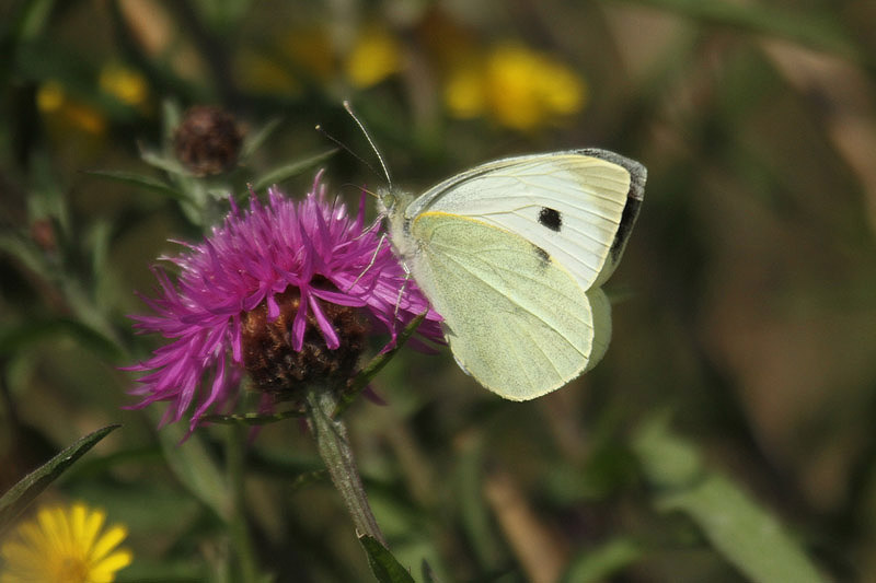 White Butterfly by Mick Dryden