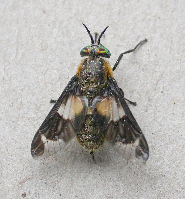 Window Fly by Roger Long