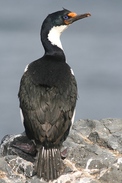 Kerguelen Shag by Regis Perdriat