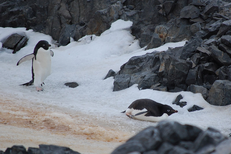 Adelie Penguins by Bob Schmedlin