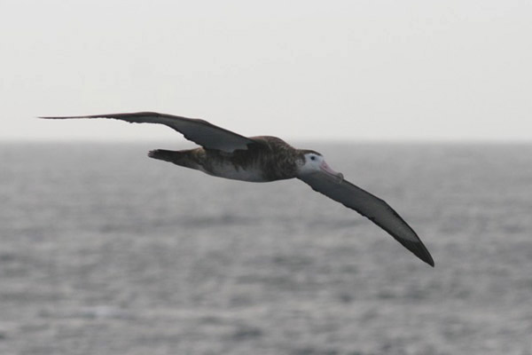 Amsterdam Islands Albatross by Regis Perdriat