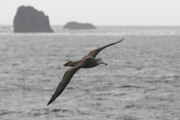 Amsterdam Islands Albatross by Regis Perdriat