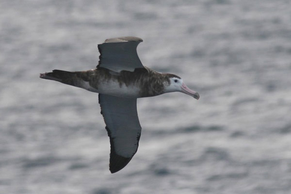 Amsterdam Islands Albatross by Regis Perdriat