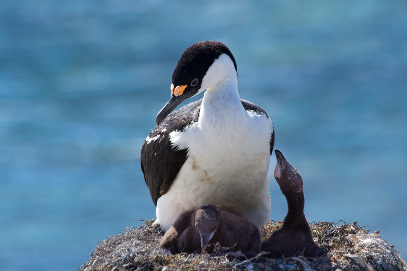 Antarctic Shag by Miranda Collett