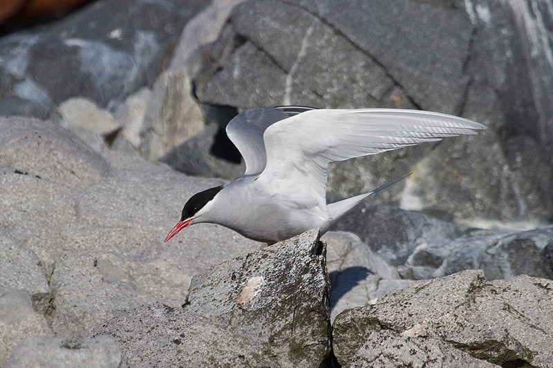 Antarctic Tern by Miranda Collett