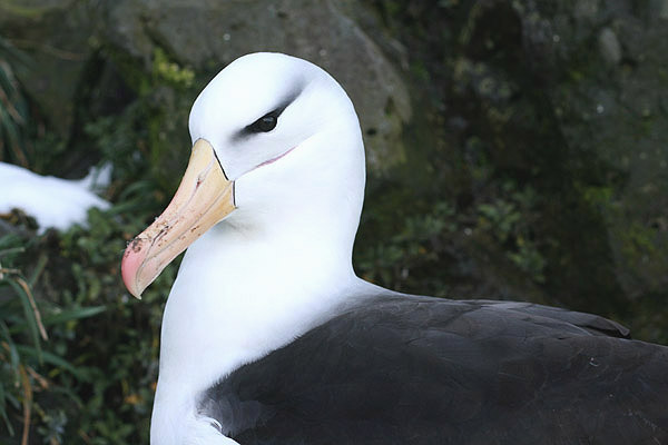 Black-browed Albatross by Regis Perdriat