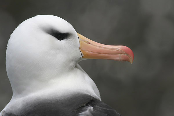 Black-browed Albatross by Regis Perdriat