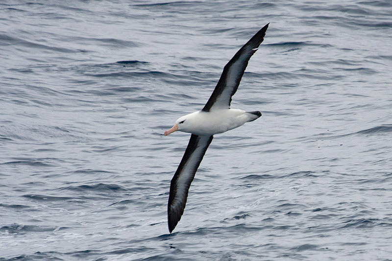 Black-browed Albatross by Miranda Collett