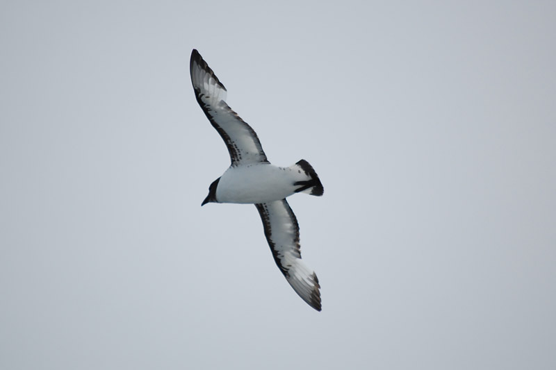 Cape Petrel by Bob Schmedlin