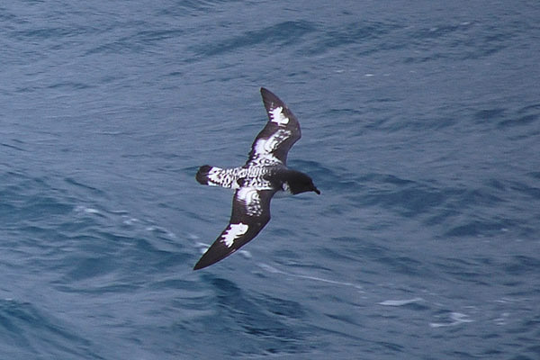 Cape Petrel by Bob Schmedlin