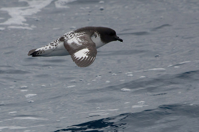 Cape Petrel by Miranda Collett