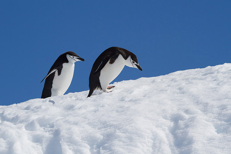 Chinstrap Penguin by Miranda Collett