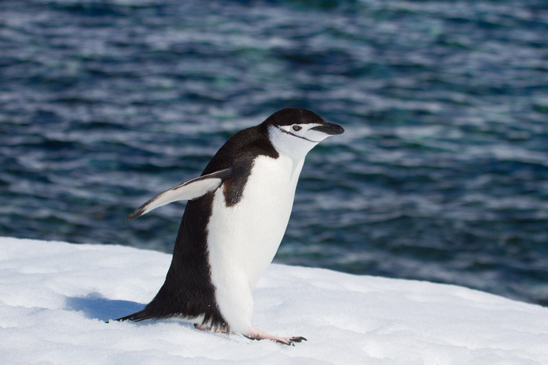 Chinstrap Penguin by Miranda Collett