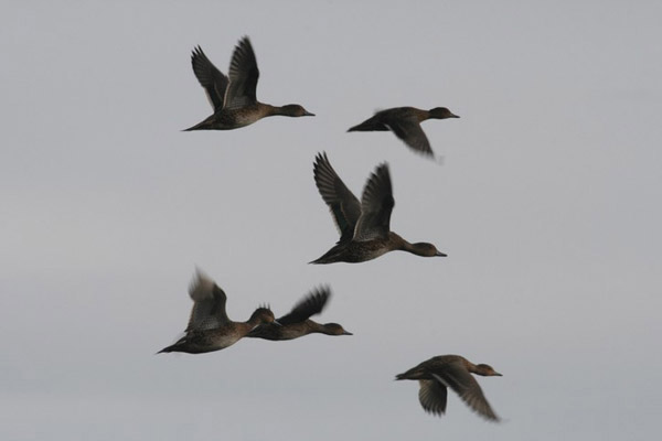 Eaton's Pintails by Regis Perdriat