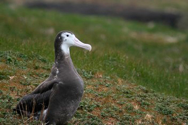 Wandering Albatross by Regis Perdriat