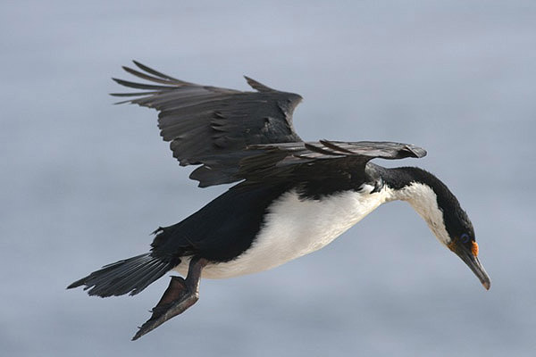Kerguelen Shag by Regis Perdriat