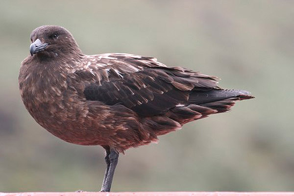 South Polar Skua by Regis Perdriat