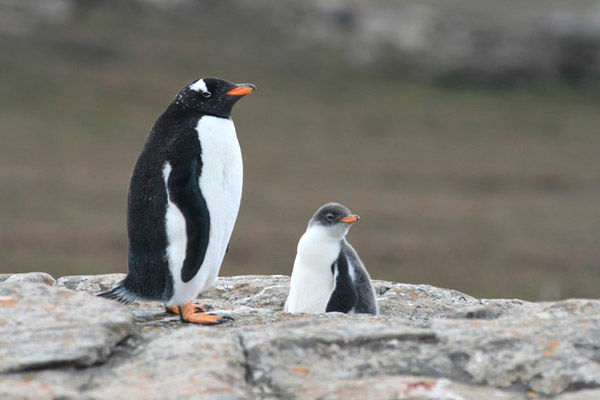 Gentoo Penguin by Regis Perdriat