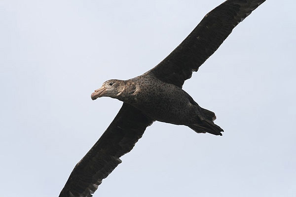 Northern Giant Petrel by Regis Perdriat