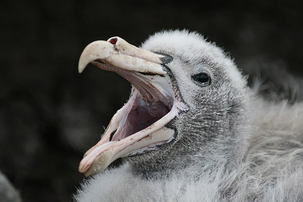 Northern Giant Petrel by Regis Perdriat