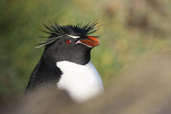 Rockhopper Penguin by Regis Perdriat