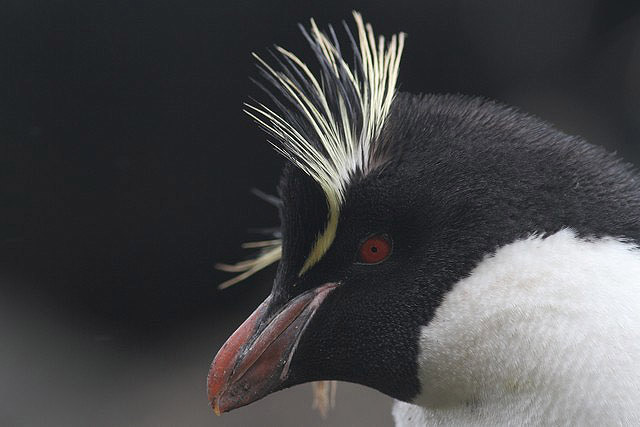 Rockhopper Penguin by Regis Perdriat