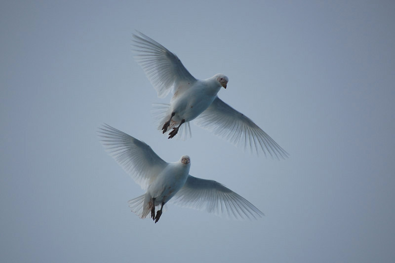 Snowy Sheathbills by Bob Schmedlin