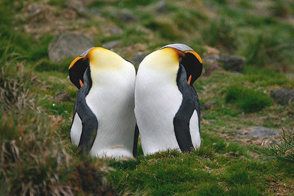 King Penguin by Regis Perdriat