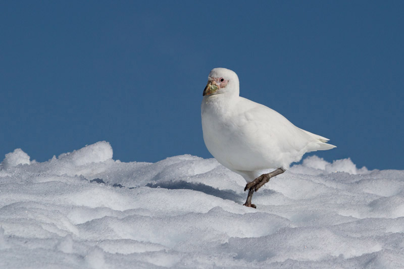 Snowy Sheathbill by nMiranda Collett