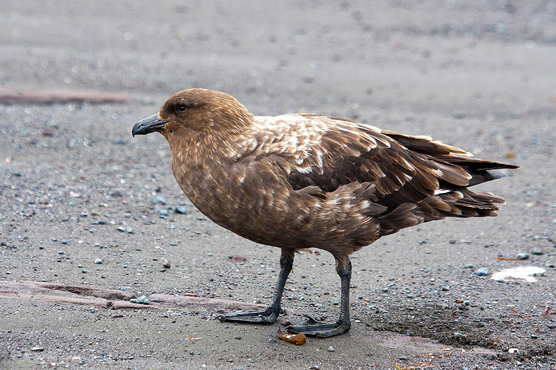 South Polar Skua by Miranda Collett