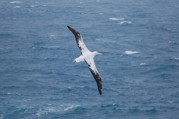 Wandering Albatross by Bob Schmedlin