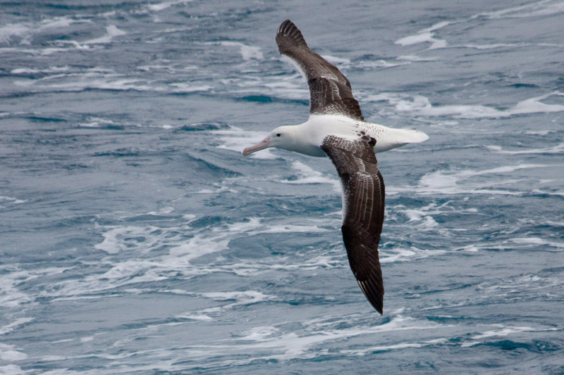 Wandering Albatross by Miranda Collett