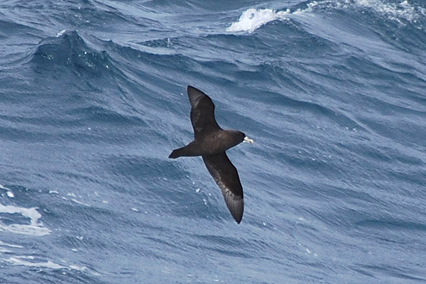 White-chinned Petrel by Bob Schmedlin