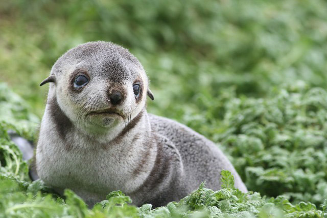 Antarctic Fur Seal by Regis Perdriat
