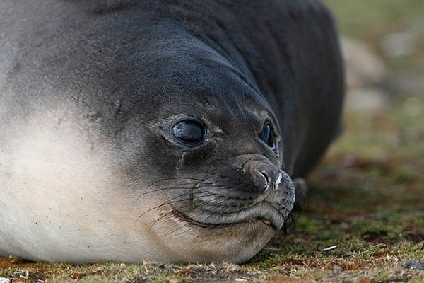Seal by Regis Perdriat