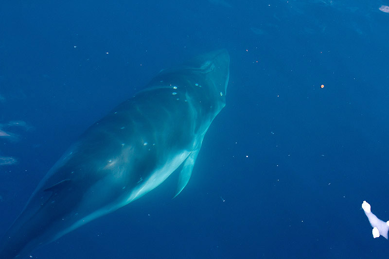 Dwarf Minke Whale by Miranda Collett