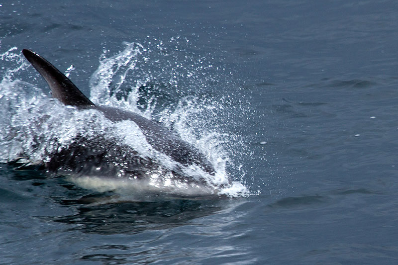 Hourglass Dolphin by Miranda Collett
