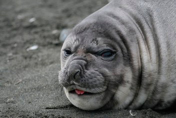 Seal by Regis Perdriat