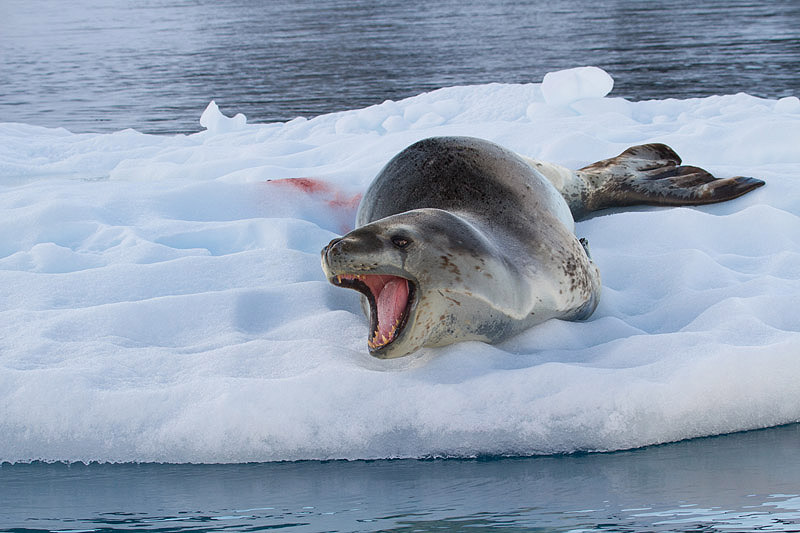 Leopard Seal by Miranda Collett