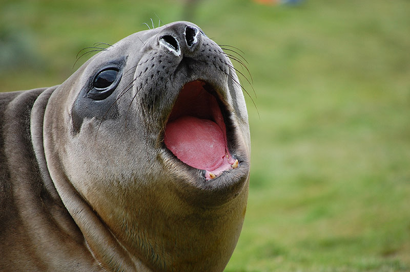 Sea Lion by Bob Schmedlin