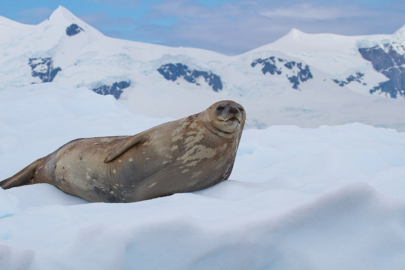 Weddell Seal by Miranda Collett