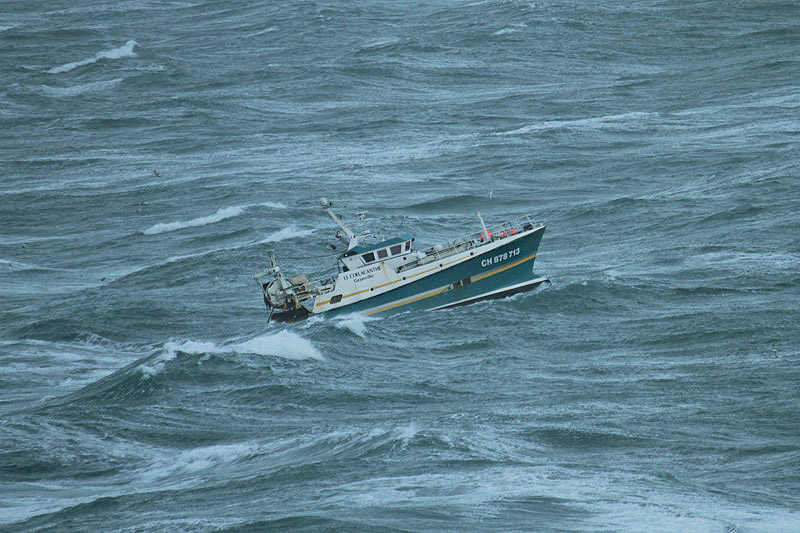 Le Coelacanthe by Mick Dryden