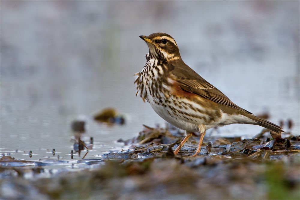 Redwing by Romano da Costa