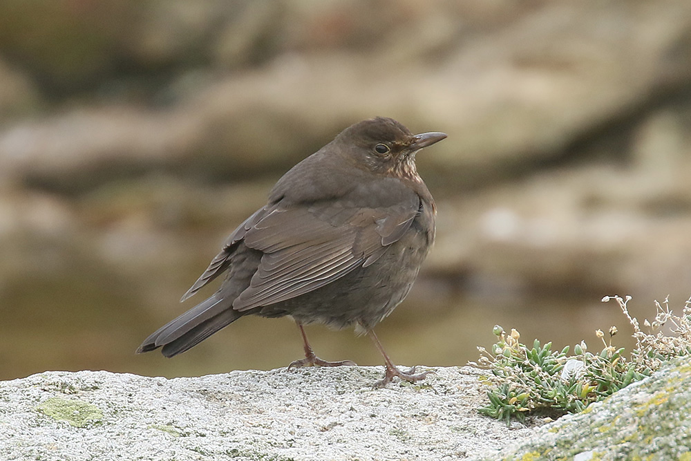 Blackbird by Mick Dryden