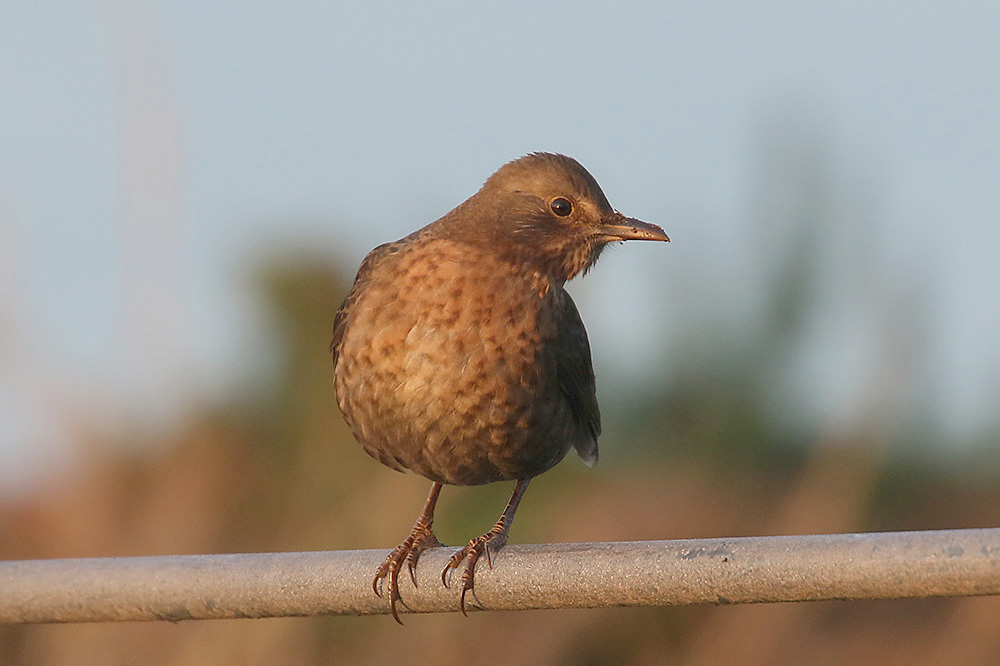 Blackbird by Mick Dryden