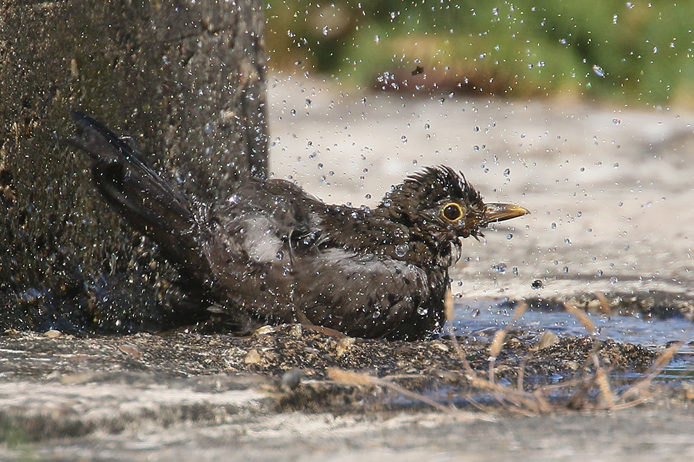 Blackbird by Mick Dryden